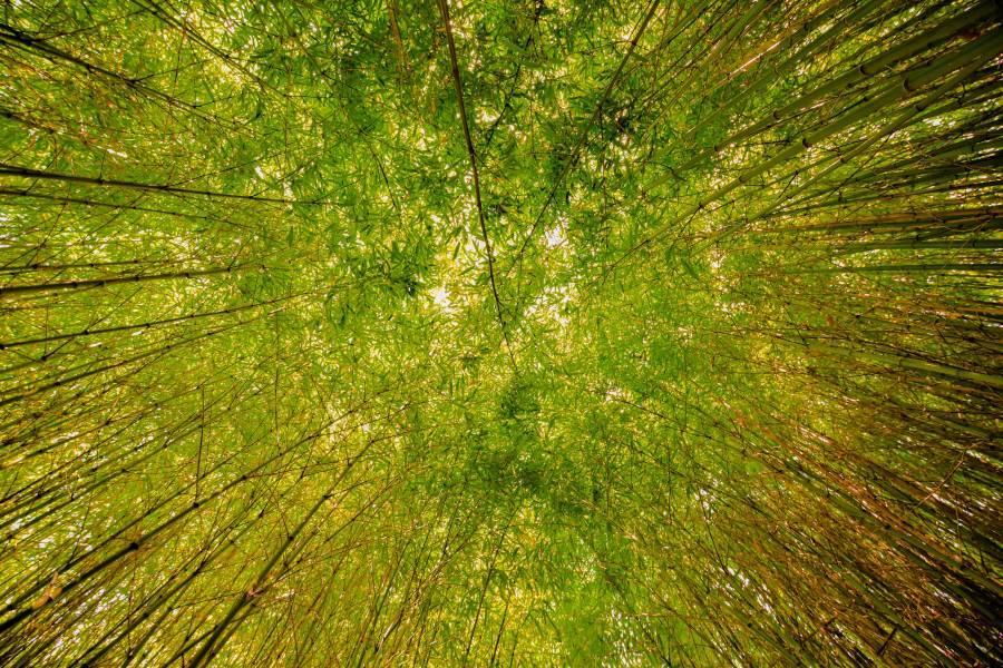 Bamboo canvas, Dordogne